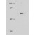 Western Blot: AKT1 Antibody [NB600-467] - Rabbit anti-AKT was used at a 1:500 dilution to detect AKT  by Western blot. Approximately 20 ug of an NIH/3T3 whole cell lysate was loaded on a  10% NuPage SDS-PAGE gel using MOPS buffer.